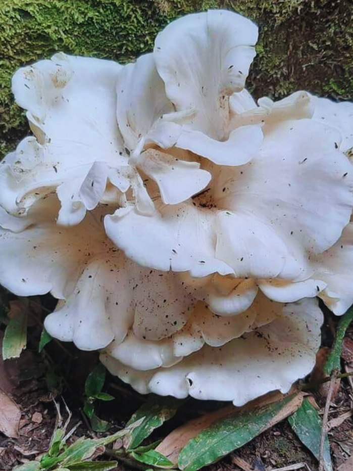75