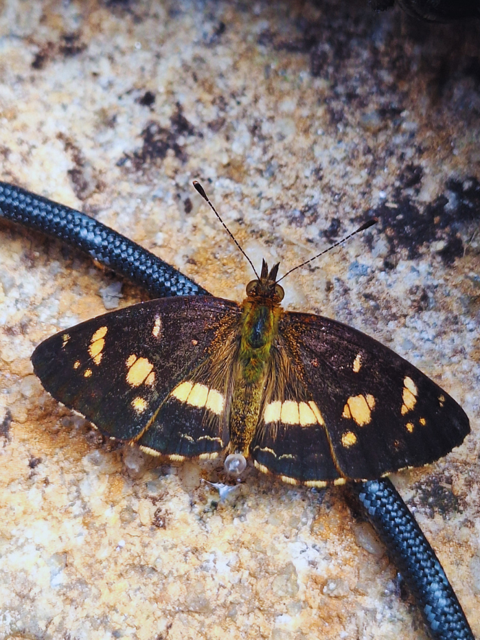 Borboleta-Senges