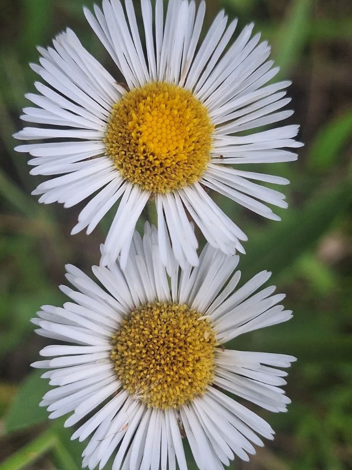 flor-itrare-sp
