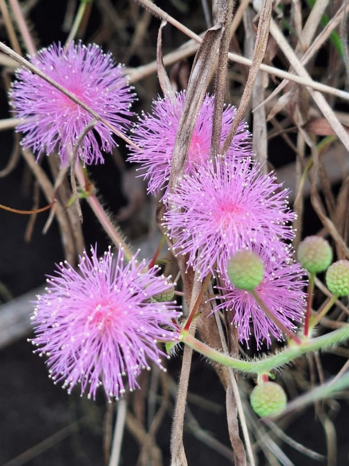 flor-jaguariaiva-parana