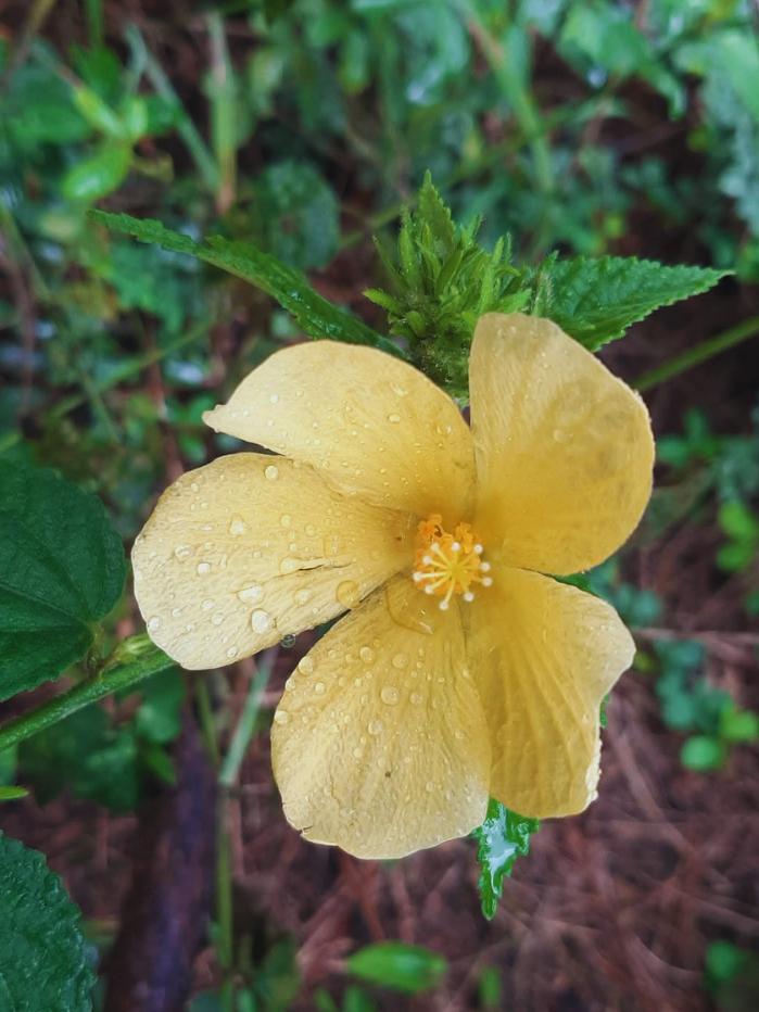 flor-senges-parana