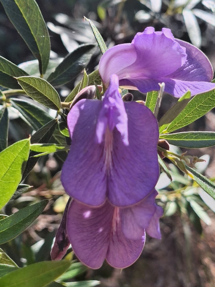 flor-senges-parana1