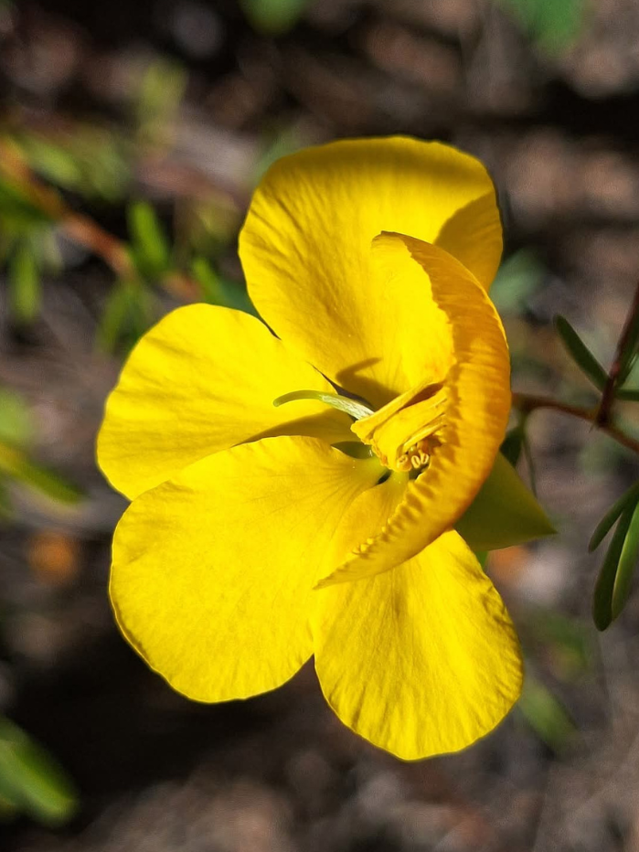 flor-senges-pr