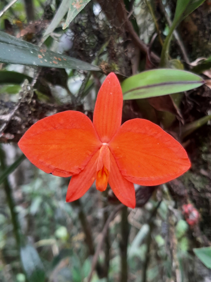 orquidea-nucleo-curucutu-campos-nebulares