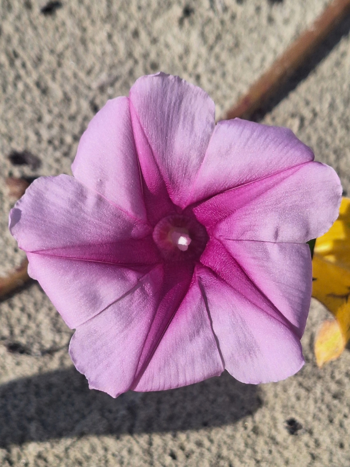 praia-do-guarau-flor-restinga
